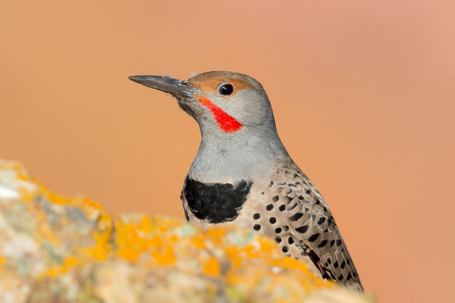 Northern Flicker (Red-shafted), male (X9A_8377-3)