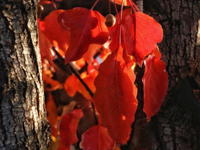 Autumn Bleeds