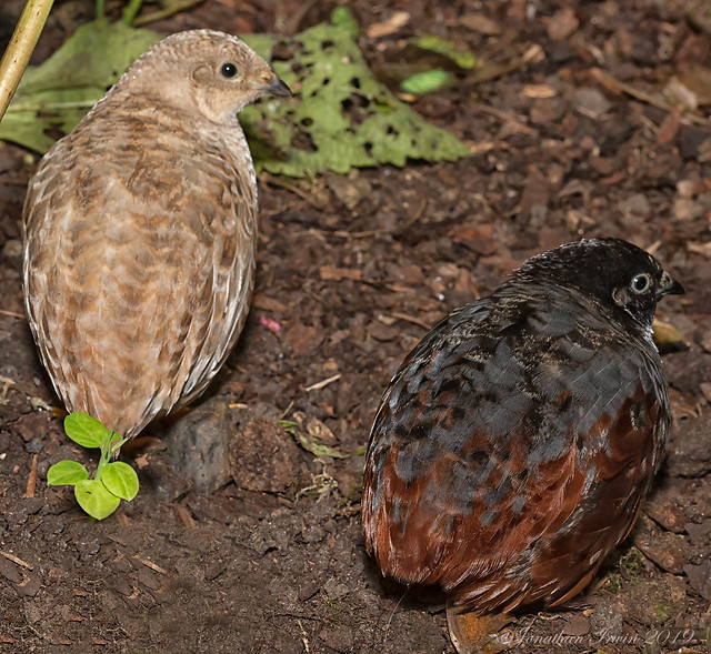 A Pair Of Chinese Painted Quails_E5A7520