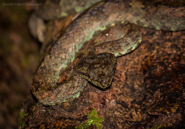 The triangular-headed predator😉  Malabar Pit viper (Trimeresurus malabaricus)  Location- Agumbe Rainforest Research Station