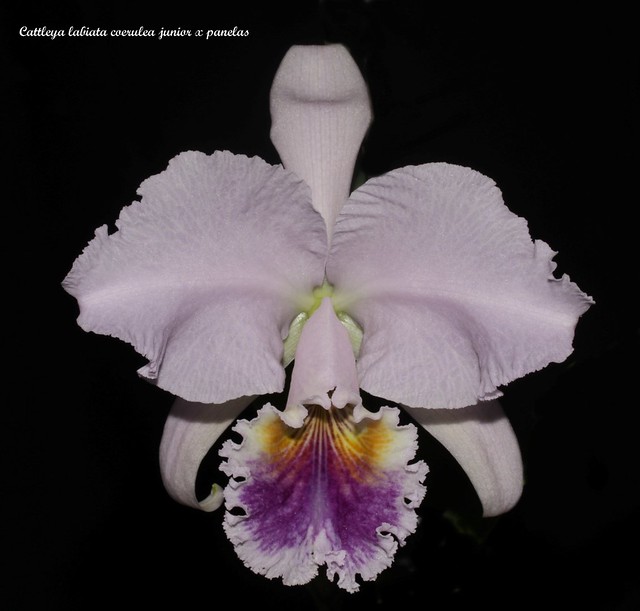 Cattleya labiata f. coerulea 'Junior' x 'Panelas' 48930034743_fe0a3c15c4_z