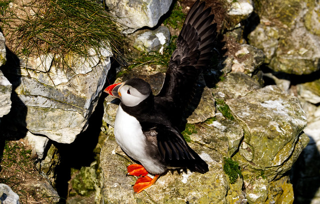 Puffin stretching