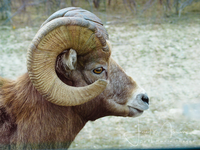 Bighorn Sheep Profile