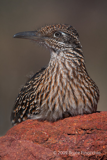 Greater Roadrunner Rest On Red Rock With Lots Of Iron Oxide