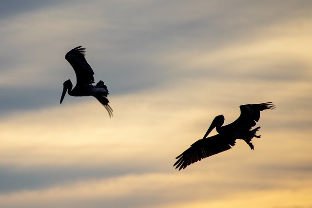 Pelicans fishing at sunrise