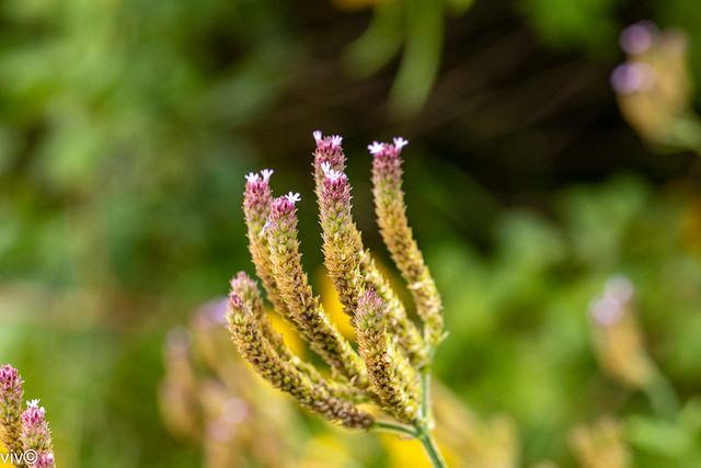Small Verbena Bonariensis  flowers unravelling
