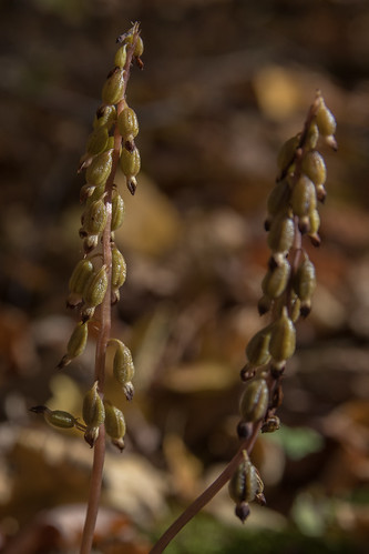 2019 autumncoralrootcorallorhizaodontorhiza avonhillsforestsna fallcolors october stearnscounty minnesota orchid