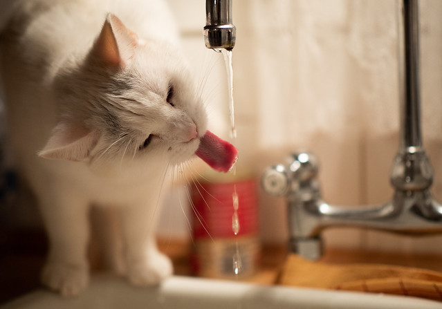 It´s a cats life (1): Fresh water