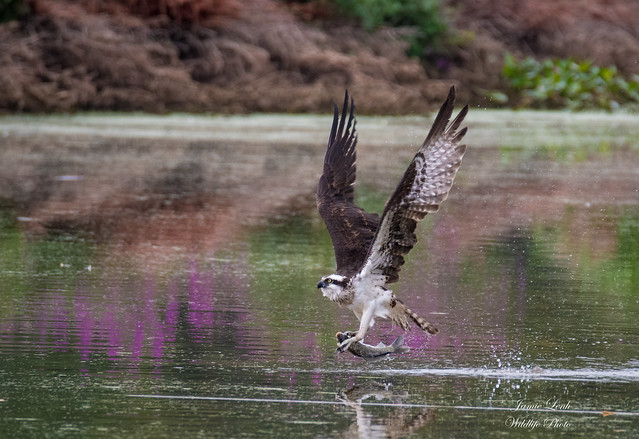 Osprey with catch