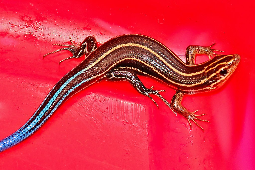 Lizard on red