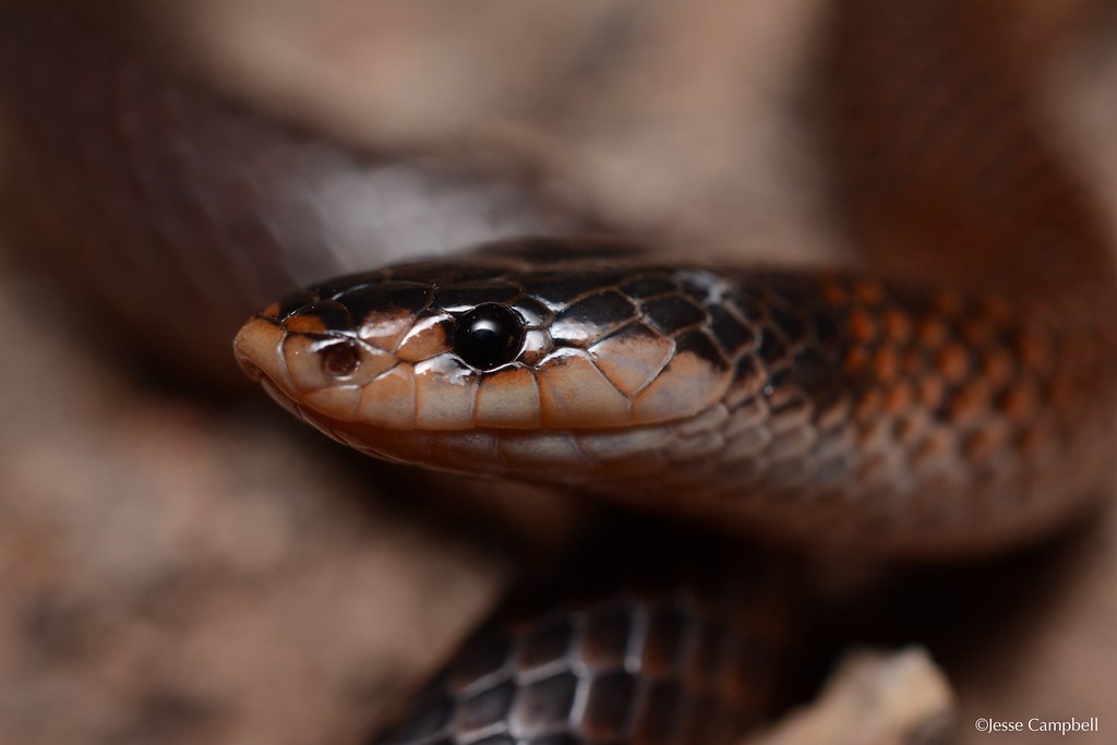 Dwyers Snake (Parasuta dwyeri). Brigalow, QLD