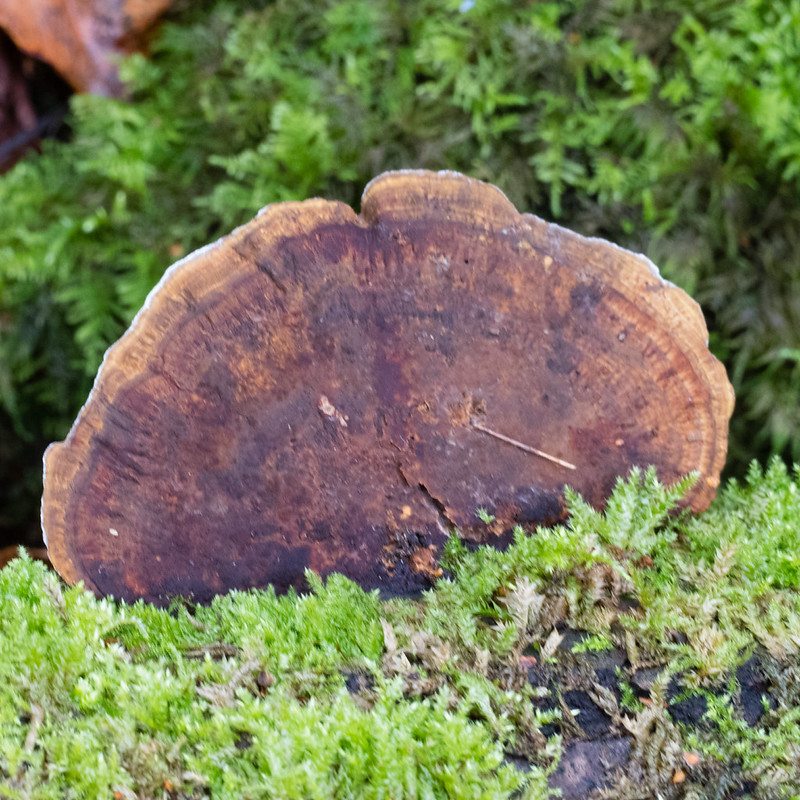 Artist's palette fungus on a mossy log, Himley Plantation