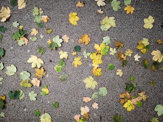 Abgefallene Blätter bedecken einen Pfad im Park