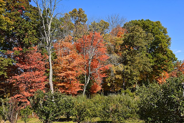 Fall color beyond the apple orchard