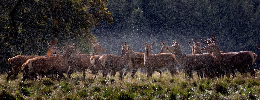 Oh Deer its Raining!