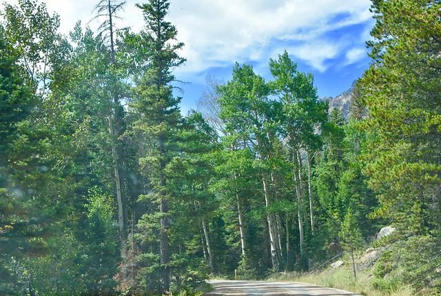 Mountain road through the forest - Colorado