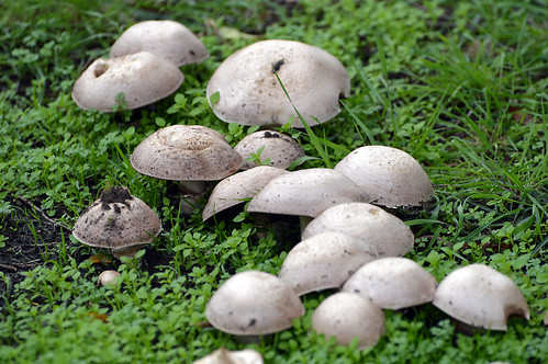 mushrooms macro tastywildmushrooms rainbowofnature photographyvision supersix riversideholidaypark rivercrouchessexuk