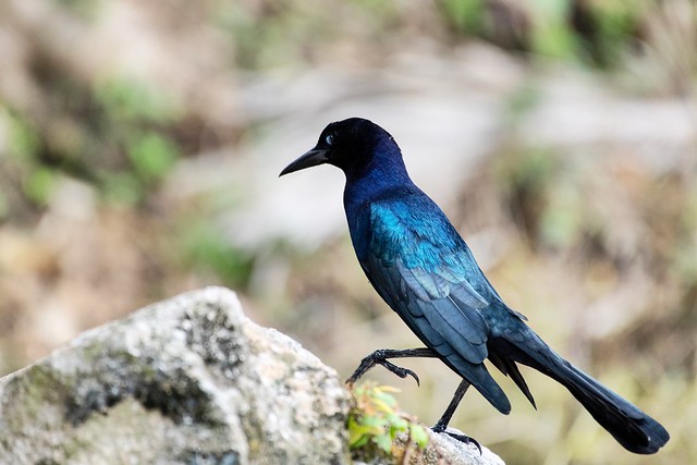 Boat ~ Tailed Grackle