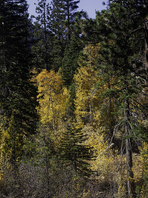 Fall color, Sierra Nevada, Northern California