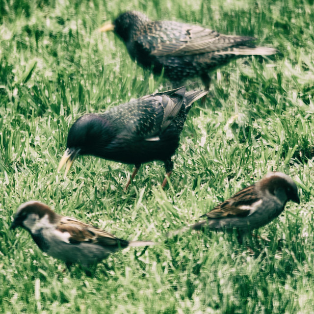 20191021_1576_7D2-400 Birds on the back lawn (294/365)