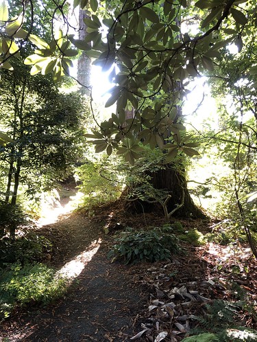 Redwood and Rhododendron