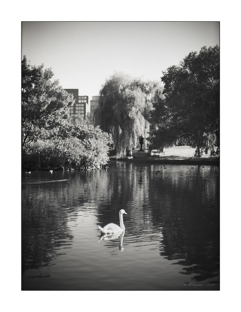 Swan, film