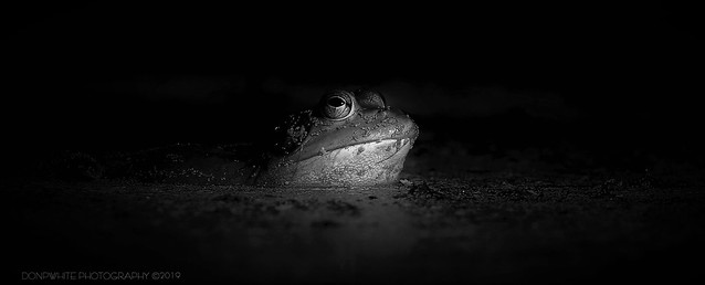dramatic frog