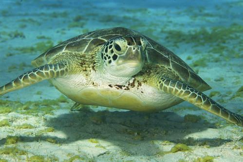 Friendly Green Sea Turtle | Friendly, or perhaps just indiff… | Flickr