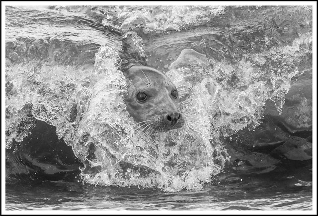 Surfer Seal 😃 https://youtu.be/S_zAjx6ZR2s