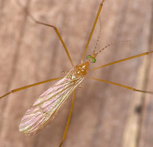 7.6 mm male limoniid crane fly