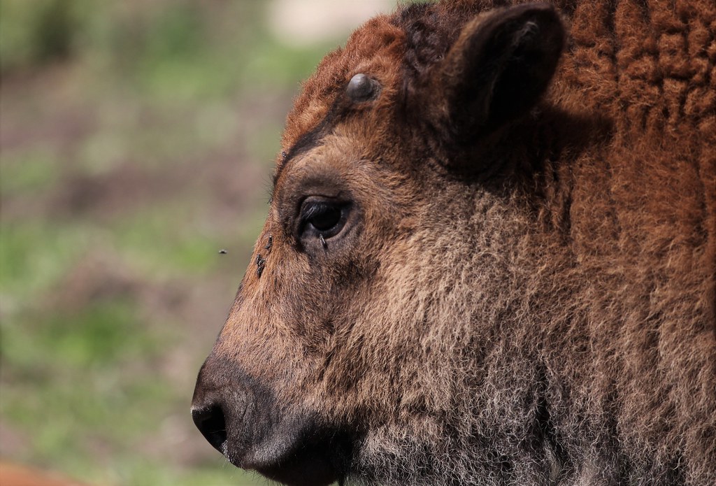 American bison, calf (Bison bison) in Smålandet Moose Safari