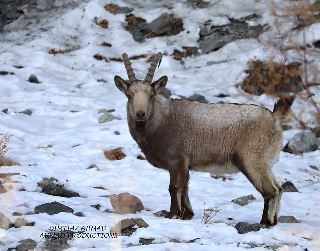 Himalayan Ibex (Capra ibex sibirica)