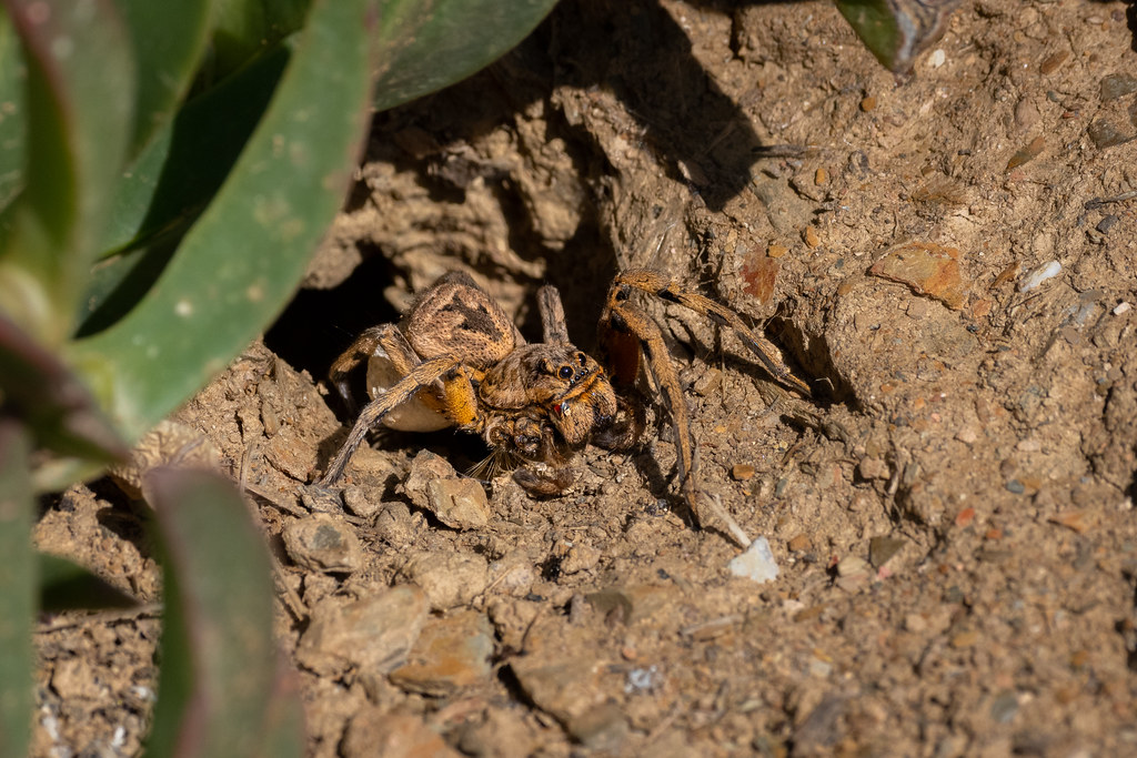 Lycosa Tarantula (Female)