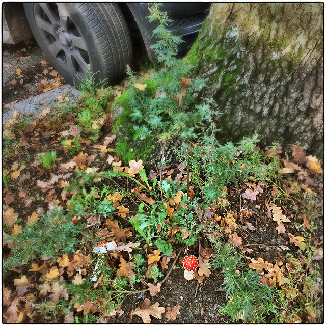 Amanita muscaria • Urban Mushrooms / Pilze der Großstadt
