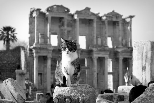 cat cats travel places animal animals landscape blackandwhite architecture history
