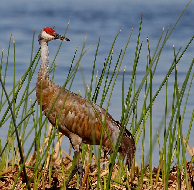 Sandhill Cranes at Merced National Wildlife Refuge