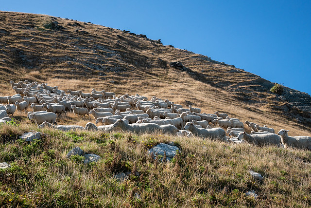 Large flock of sheep on the move on a coastal Wairarapa sheep station at White Rock Cape Palliser