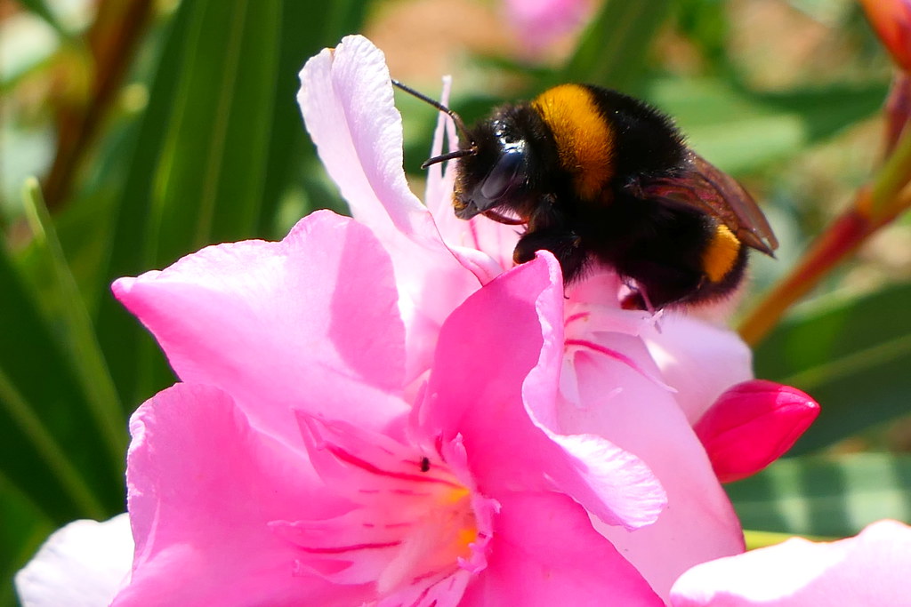Bee On Oleander