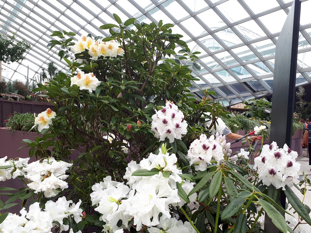 City Girl City Stories: Rhododendron Radiance