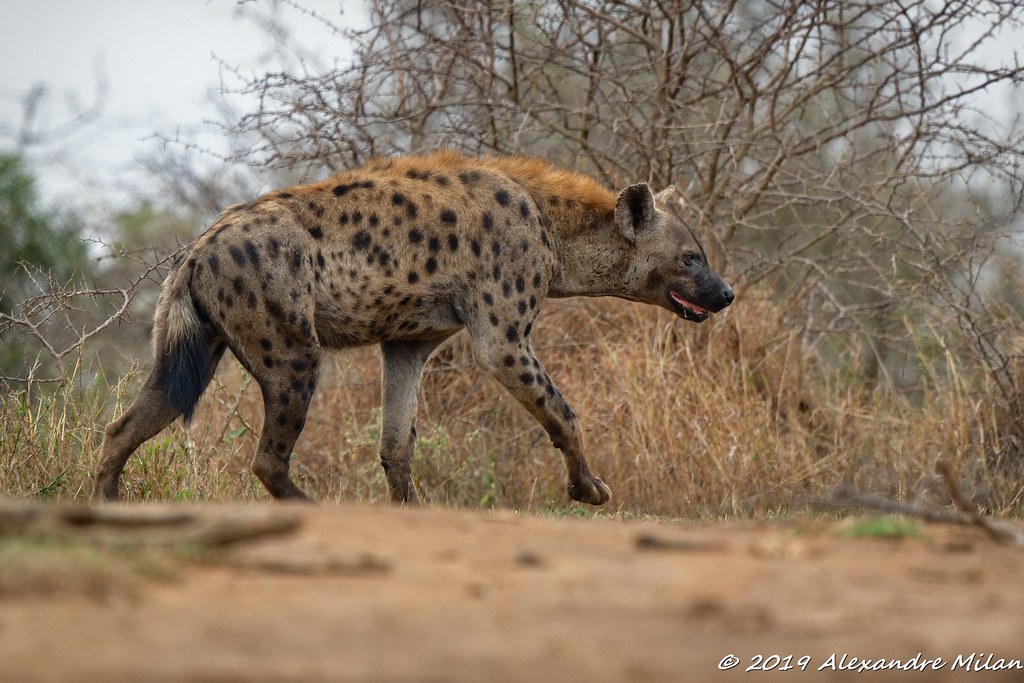 Hyène au ras du sol - Hyena at ground level