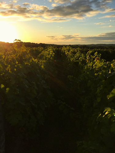 vines, Le Château de Labro by Erik's pictures, vineyard france sunset aveyron
