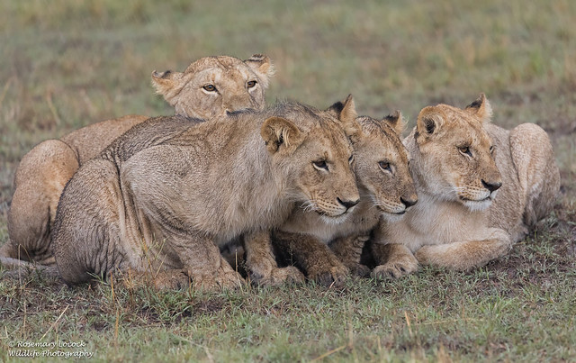 African Lions - Panthera leo