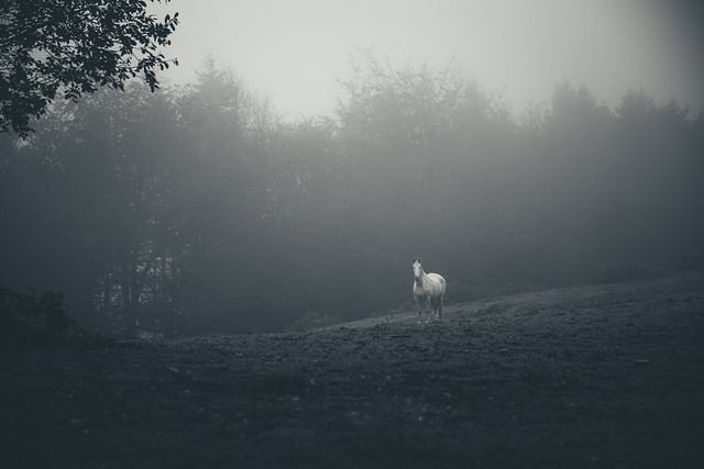 296/365 - Alone In the Mist