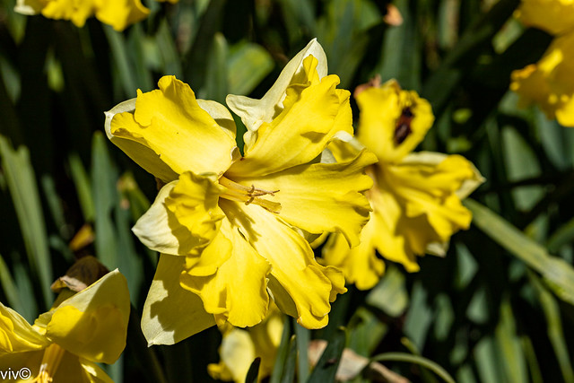 Multipetal Daffodils