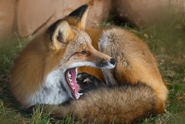 Fox Relaxing with a Yawn and a Scratch