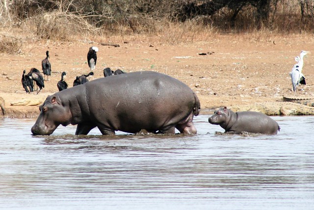 Hippo & calf, Kruger National Park 20140815 Lower Sabie to Skukuza
