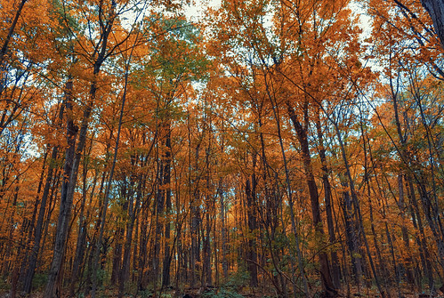 autumn forest nature michigan 2019 topaz trees leaves landscape