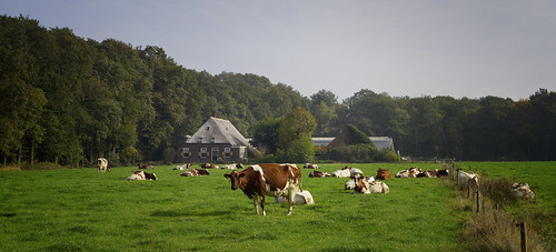 vanveenjf holland cows landscape nederland koeien land grass