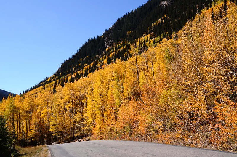 Fall Foliage in Kenosha Pass, Colorado (7)