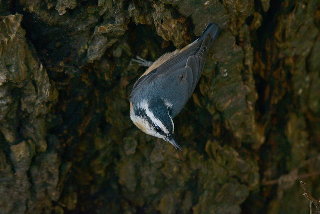 Cache-ing In: Red-breasted Nuthatch